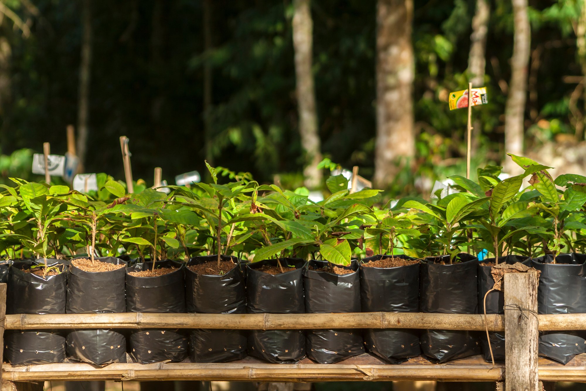 Tree saplings getting ready to be transplanted in a reforestation area