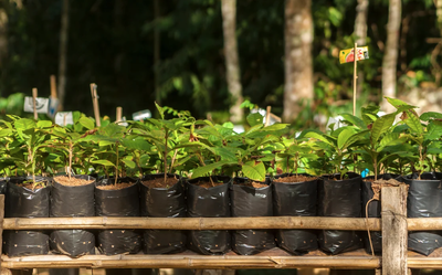 Tree saplings for blog sidebar