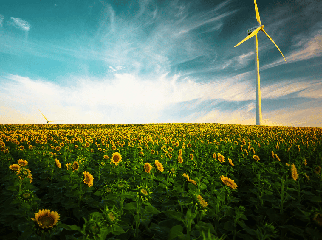 Sunflowers and wind turbines