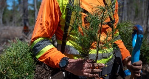 Planting saplings in the new Ontario reforestation project