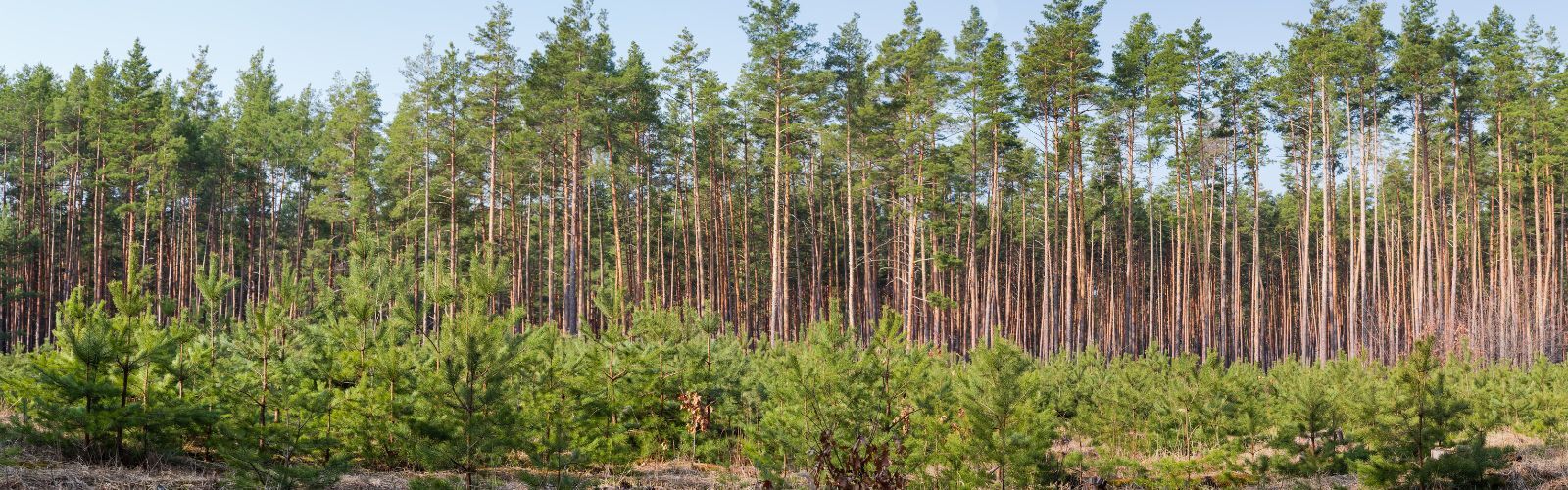 PrintReleaf 2025 Environmental Impact Report