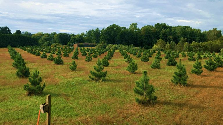 Seedlings reforested in Michigan projects for PrintReleaf